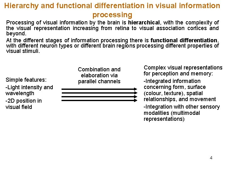 Hierarchy and functional differentiation in visual information processing Processing of visual information by the