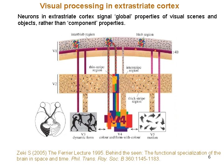 Visual processing in extrastriate cortex Neurons in extrastriate cortex signal ‘global’ properties of visual