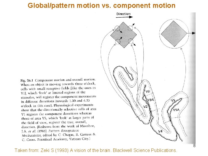 Global/pattern motion vs. component motion Taken from: Zeki S (1993) A vision of the