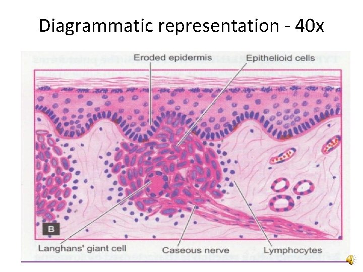 Diagrammatic representation - 40 x 