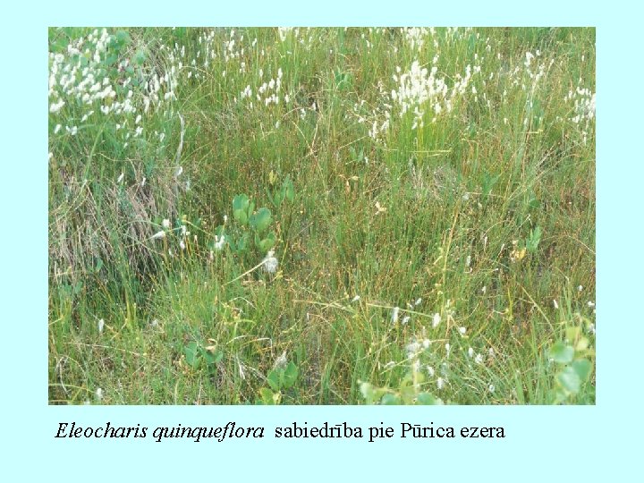 Eleocharis quinqueflora sabiedrība pie Pūrica ezera 