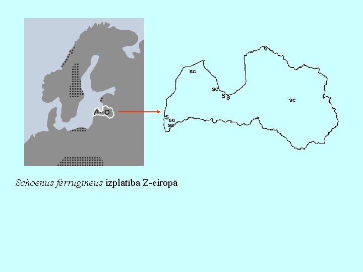 Schoenus ferrugineus izplatība Z-eiropā 