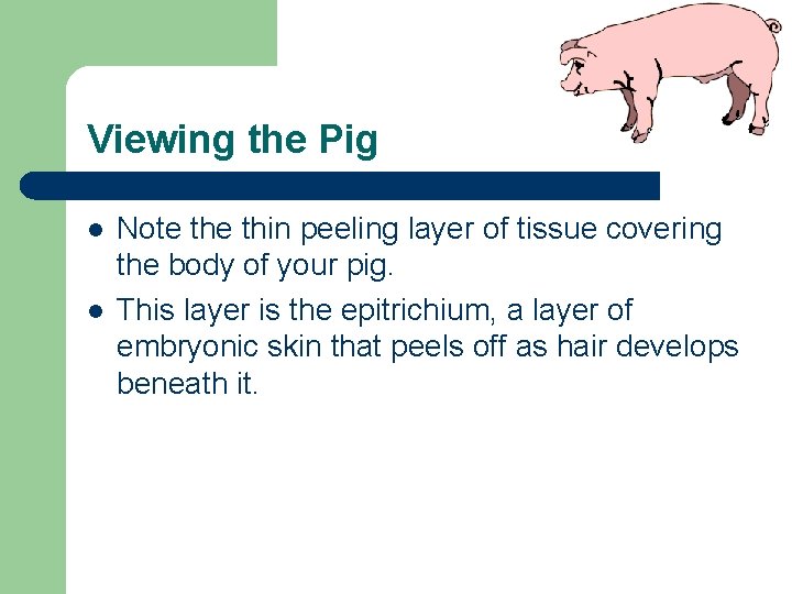 Viewing the Pig l l Note thin peeling layer of tissue covering the body