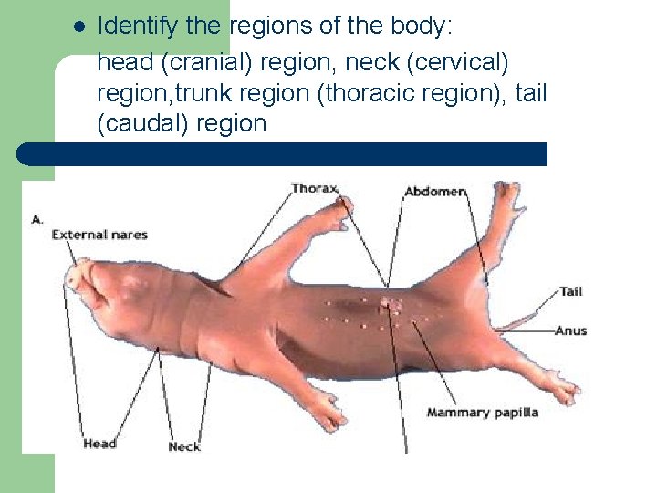 l Identify the regions of the body: head (cranial) region, neck (cervical) region, trunk