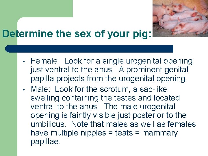 Determine the sex of your pig: • • Female: Look for a single urogenital