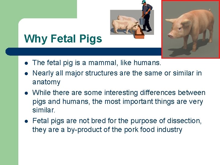Why Fetal Pigs l l The fetal pig is a mammal, like humans. Nearly