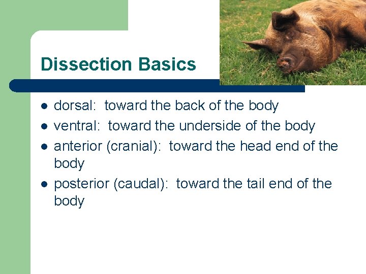 Dissection Basics l l dorsal: toward the back of the body ventral: toward the