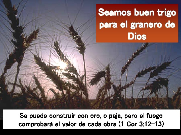 Seamos buen trigo para el granero de Dios Se puede construir con oro, o