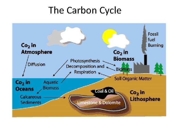 The Carbon Cycle 