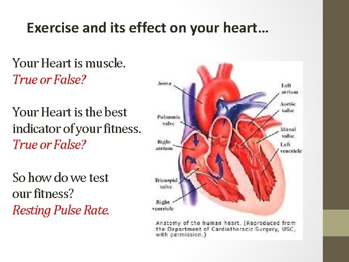 Exercise and its effect on your heart… Your Heart is muscle. True or False?