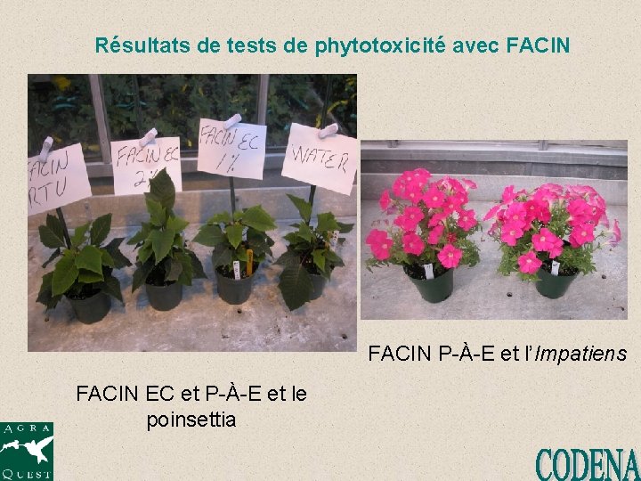 Résultats de tests de phytotoxicité avec FACIN P-À-E et l’Impatiens FACIN EC et P-À-E