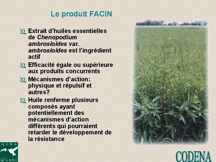 Le produit FACIN Ï Extrait d’huiles essentielles de Chenopodium ambrosioides var. ambrosioides est l’ingrédient