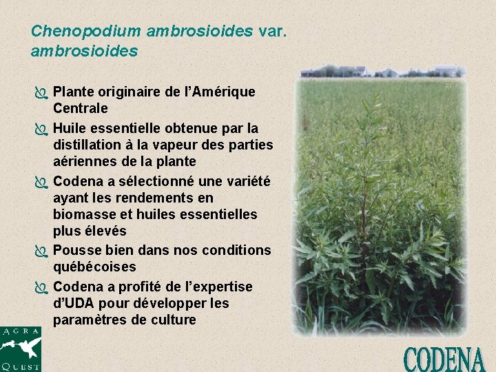 Chenopodium ambrosioides var. ambrosioides Ï Plante originaire de l’Amérique Centrale Ï Huile essentielle obtenue