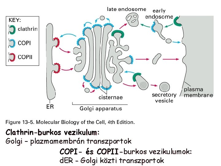 Clathrin-burkos vezikulum: Golgi – plazmamembrán transzportok COPI- és COPII-burkos vezikulumok: d. ER - Golgi