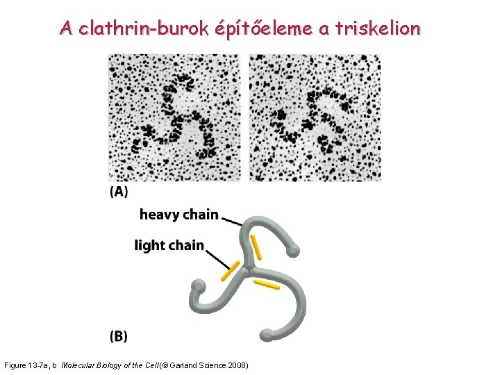 A clathrin-burok építőeleme a triskelion Figure 13 -7 a, b Molecular Biology of the