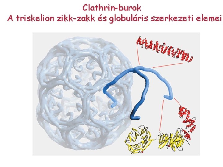 Clathrin-burok A triskelion zikk-zakk és globuláris szerkezeti elemei 