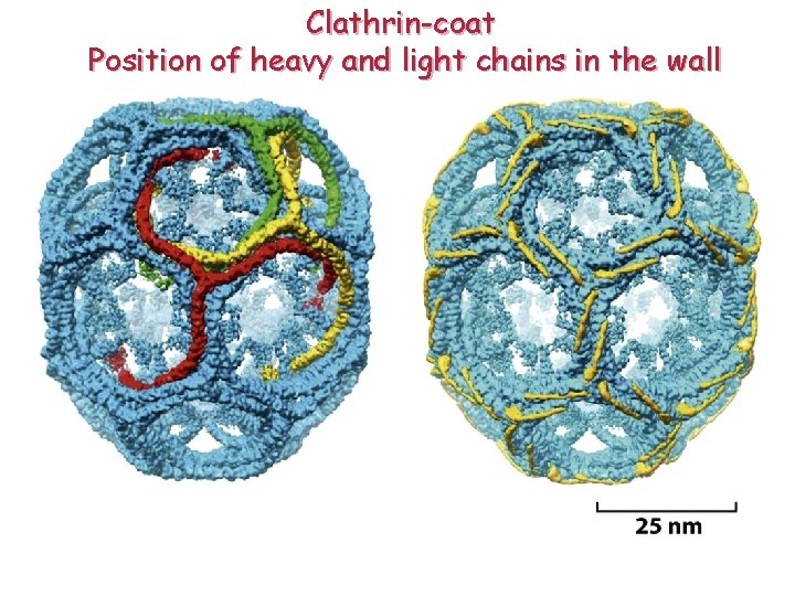 Clathrin-coat Position of heavy and light chains in the wall 