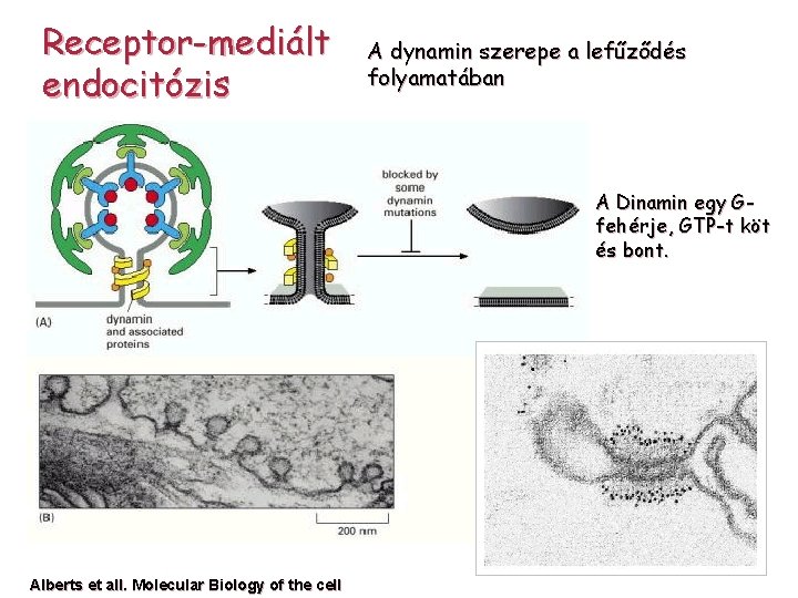 Receptor-mediált endocitózis A dynamin szerepe a lefűződés folyamatában A Dinamin egy Gfehérje, GTP-t köt