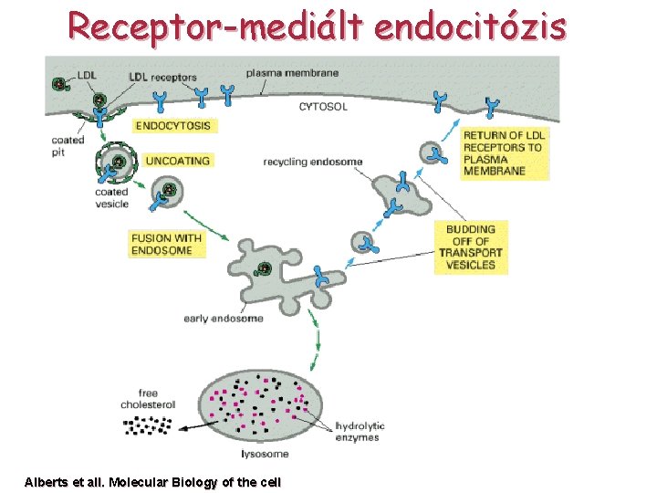 Receptor-mediált endocitózis Alberts et all. Molecular Biology of the cell 