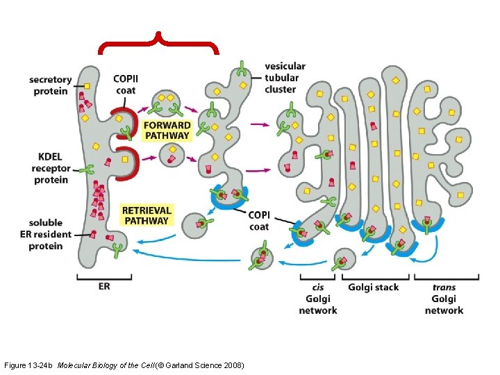 Figure 13 -24 b Molecular Biology of the Cell (© Garland Science 2008) 