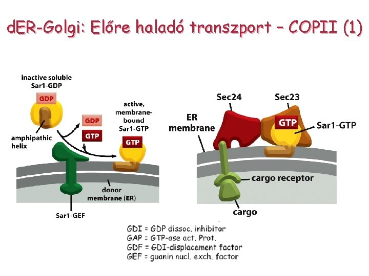 d. ER-Golgi: Előre haladó transzport – COPII (1) 