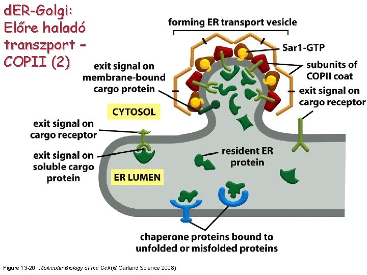 d. ER-Golgi: Előre haladó transzport – COPII (2) Figure 13 -20 Molecular Biology of