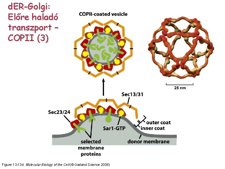 d. ER-Golgi: Előre haladó transzport – COPII (3) Figure 13 -13 d Molecular Biology