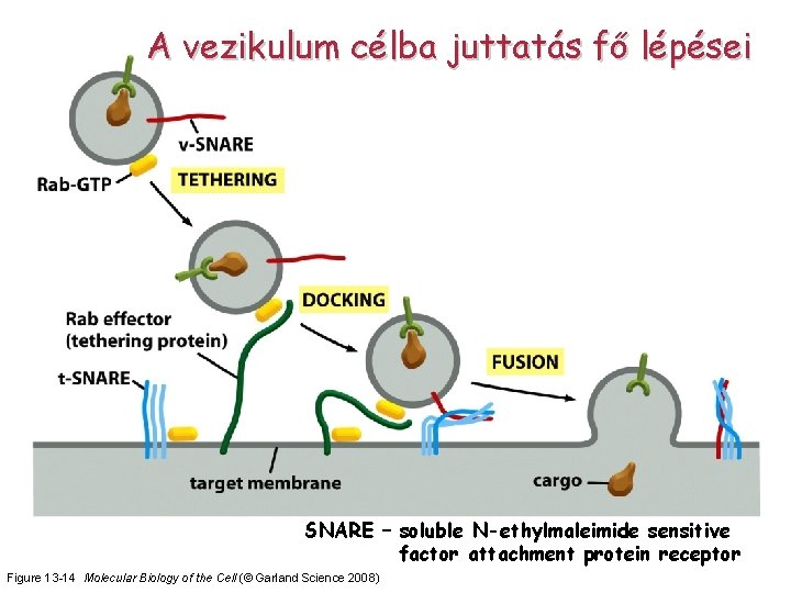 A vezikulum célba juttatás fő lépései SNARE – soluble N-ethylmaleimide sensitive factor attachment protein