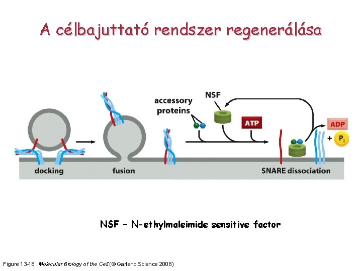 A célbajuttató rendszer regenerálása NSF – N-ethylmaleimide sensitive factor Figure 13 -18 Molecular Biology
