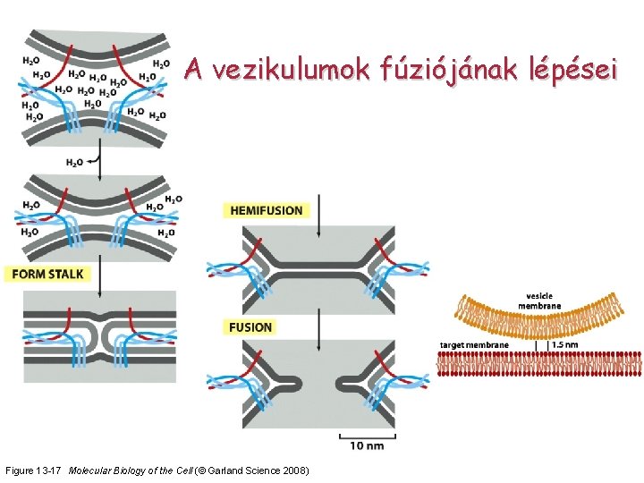 A vezikulumok fúziójának lépései Figure 13 -17 Molecular Biology of the Cell (© Garland