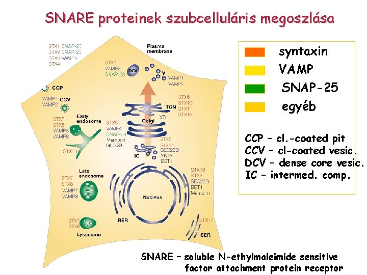 SNARE proteinek szubcelluláris megoszlása syntaxin VAMP SNAP-25 egyéb CCP – cl. -coated pit CCV