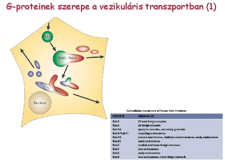 G-proteinek szerepe a vezikuláris transzportban (1) 