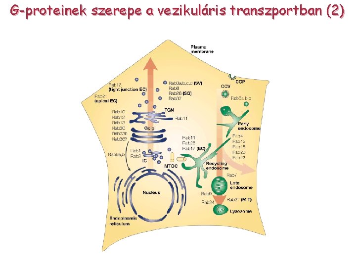 G-proteinek szerepe a vezikuláris transzportban (2) 