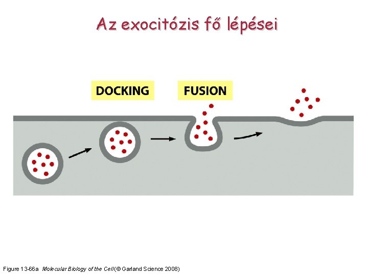 Az exocitózis fő lépései Figure 13 -66 a Molecular Biology of the Cell (©