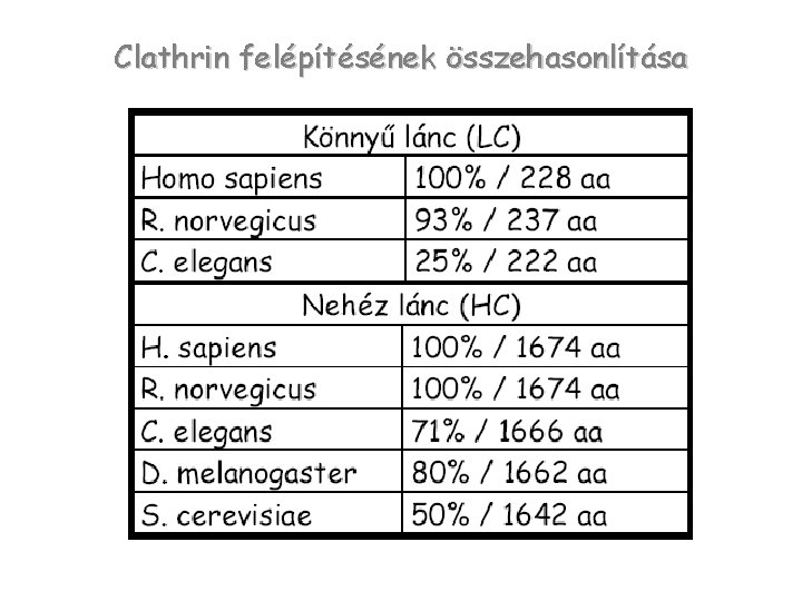 Clathrin felépítésének összehasonlítása 