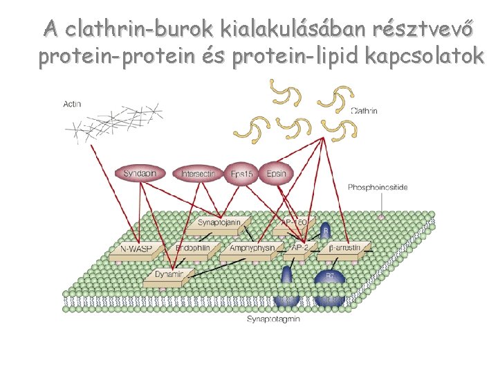 A clathrin-burok kialakulásában résztvevő protein-protein és protein-lipid kapcsolatok 