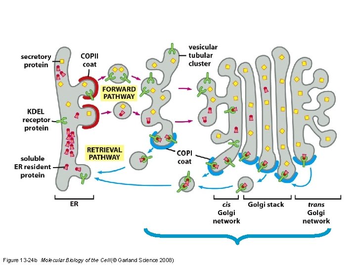 Figure 13 -24 b Molecular Biology of the Cell (© Garland Science 2008) 