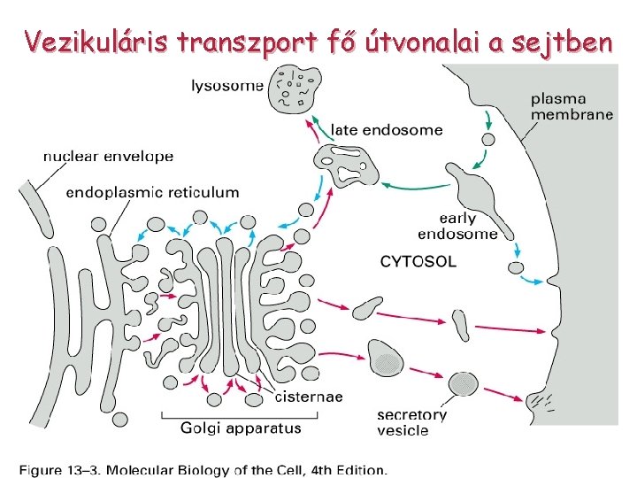 Vezikuláris transzport fő útvonalai a sejtben 