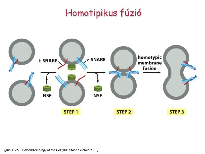 Homotipikus fúzió Figure 13 -22 Molecular Biology of the Cell (© Garland Science 2008)