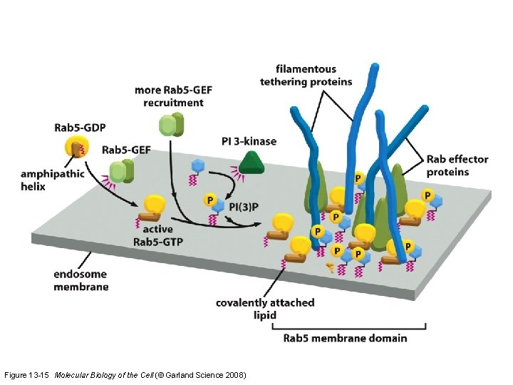 Figure 13 -15 Molecular Biology of the Cell (© Garland Science 2008) 