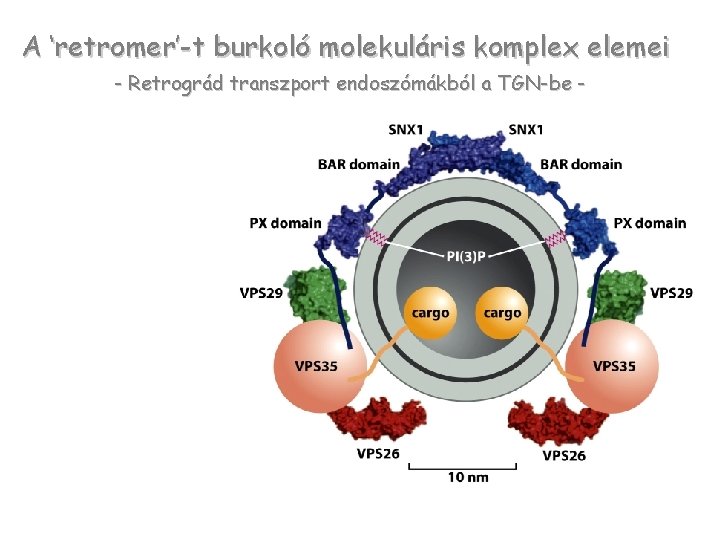 A ‘retromer’-t burkoló molekuláris komplex elemei - Retrográd transzport endoszómákból a TGN-be - SNX