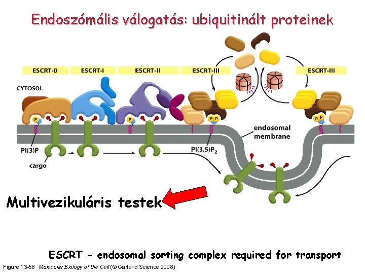 Endoszómális válogatás: ubiquitinált proteinek Multivezikuláris testek ESCRT - endosomal sorting complex required for transport
