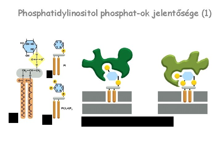 Phosphatidylinositol phosphat-ok jelentősége (1) 