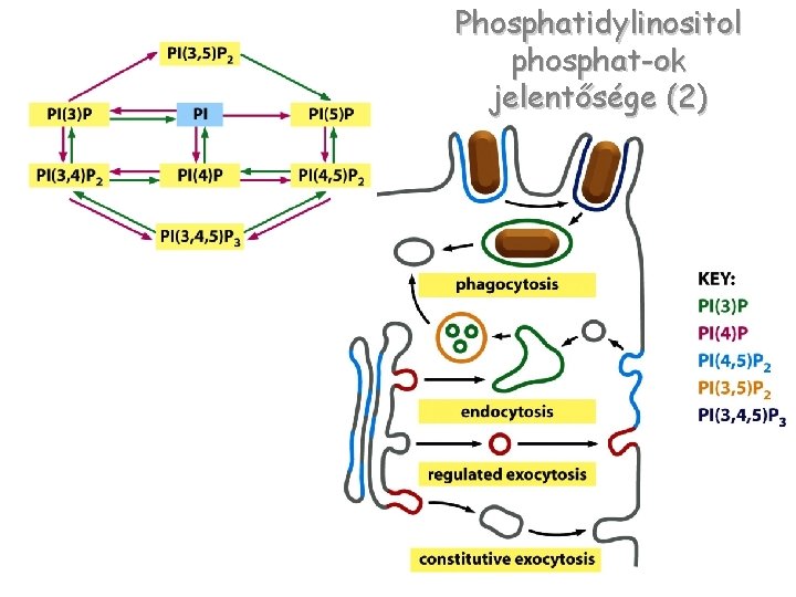 Phosphatidylinositol phosphat-ok jelentősége (2) 