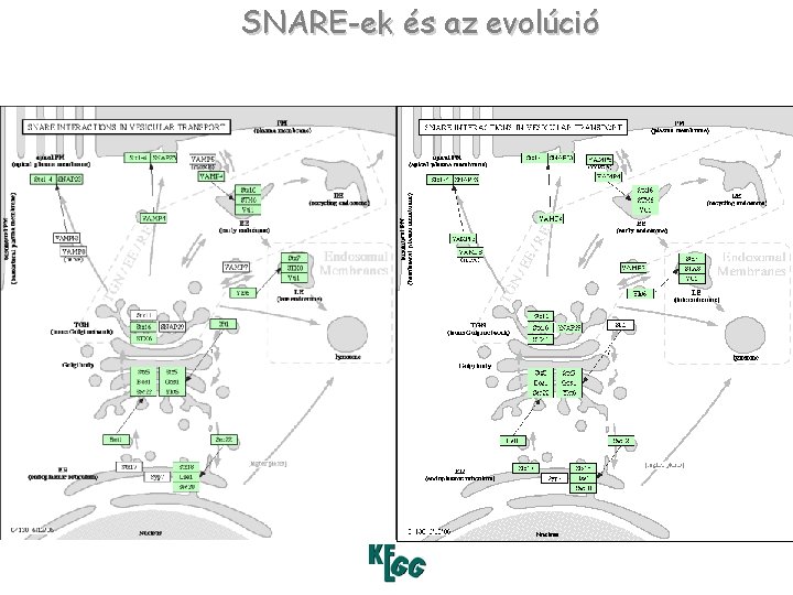 SNARE-ek és az evolúció S. cerevisiae H. sapiens 