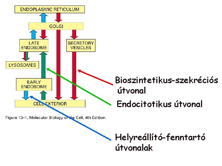 Bioszintetikus-szekréciós útvonal Endocitotikus útvonal Helyreállító-fenntartó útvonalak 