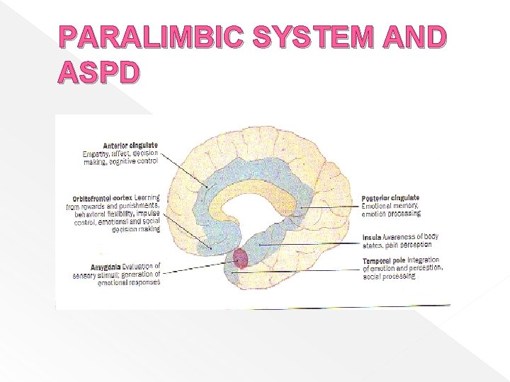 PARALIMBIC SYSTEM AND ASPD 