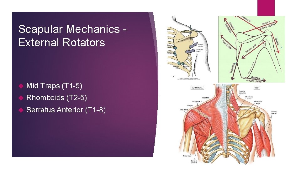 Scapular Mechanics External Rotators Mid Traps (T 1 -5) Rhomboids (T 2 -5) Serratus