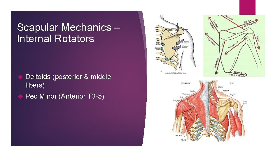Scapular Mechanics – Internal Rotators Deltoids (posterior & middle fibers) Pec Minor (Anterior T