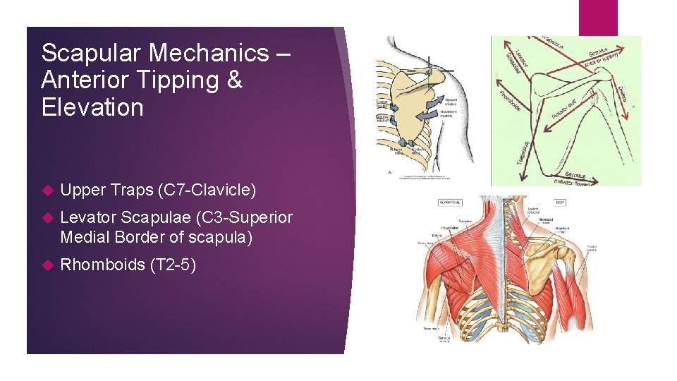 Scapular Mechanics – Anterior Tipping & Elevation Upper Traps (C 7 -Clavicle) Levator Scapulae